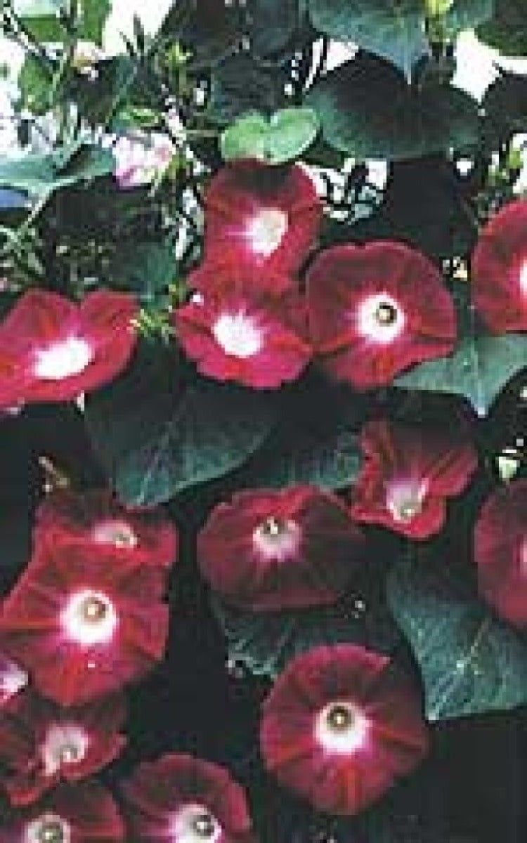 Crimson Rambler Morning Glory Seeds 5730