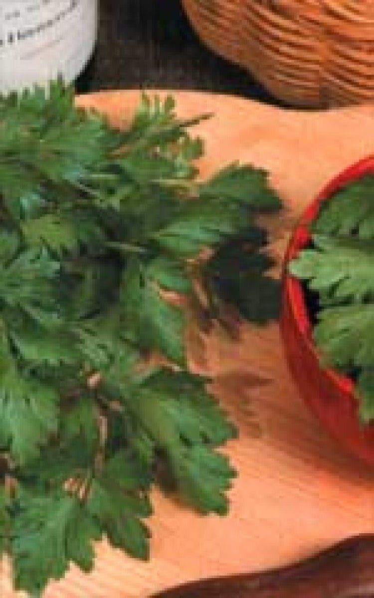 Italian Plain Leaved Parsley Seeds 1875