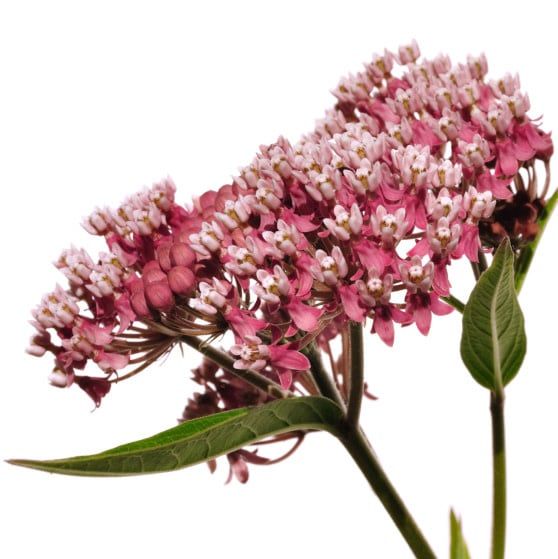 Red Swamp Milkweed Seeds 6985