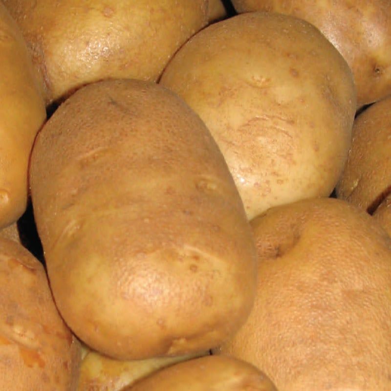 Seed Potato - Russet Burbank Russet Skinned 2kg