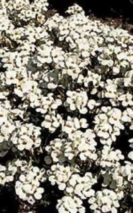Arabis Snow Cap Seeds (Rock Cress) 6320