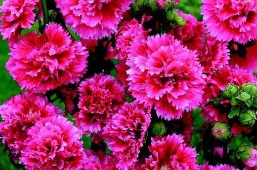 Fiesta Time Hollyhock Seeds 6520