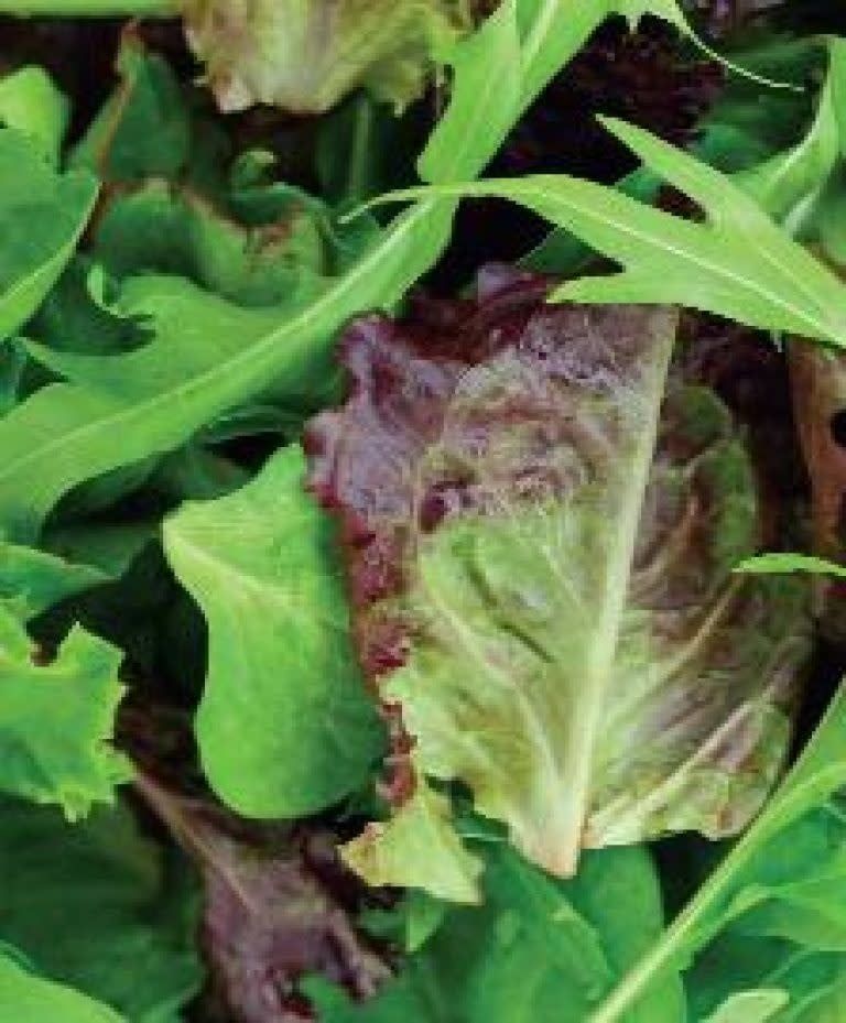 Mild Mix Mesclun Mixture Seeds 1815