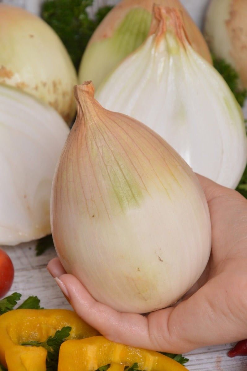 Ailsa Craig Onion Seeds 1840