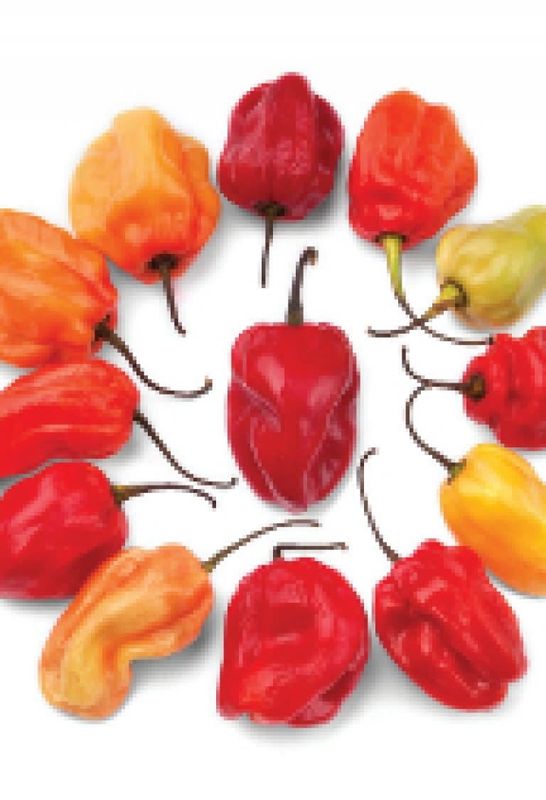 Caribbean Red Hot Pepper Seeds 1921
