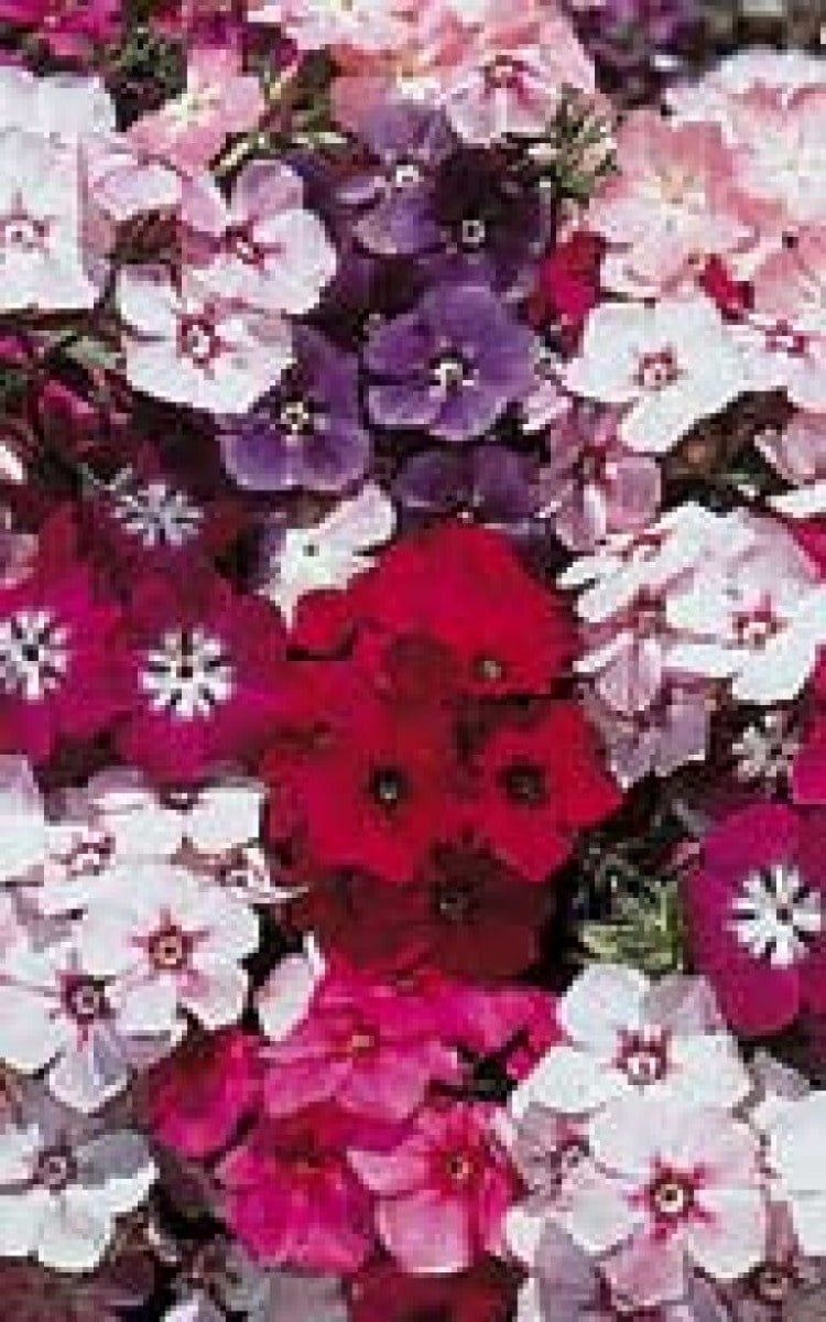 Drummondii Mixed Phlox Seeds 6005