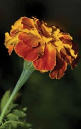 Sparky Marigold Seeds 5665