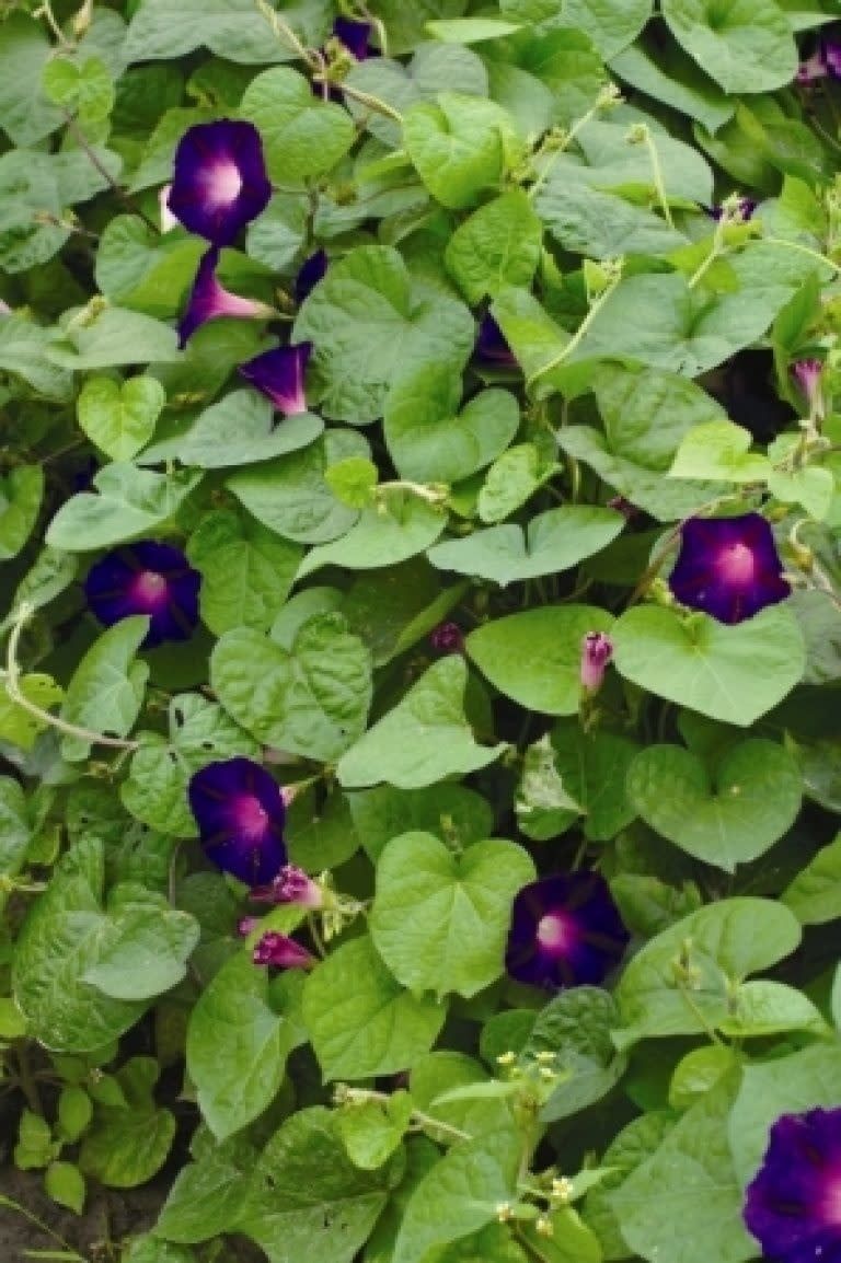 Grandpa Ott Morning Glory Seeds 5745