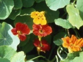 Tall Climbing Mixed Nasturtium Seeds 5800