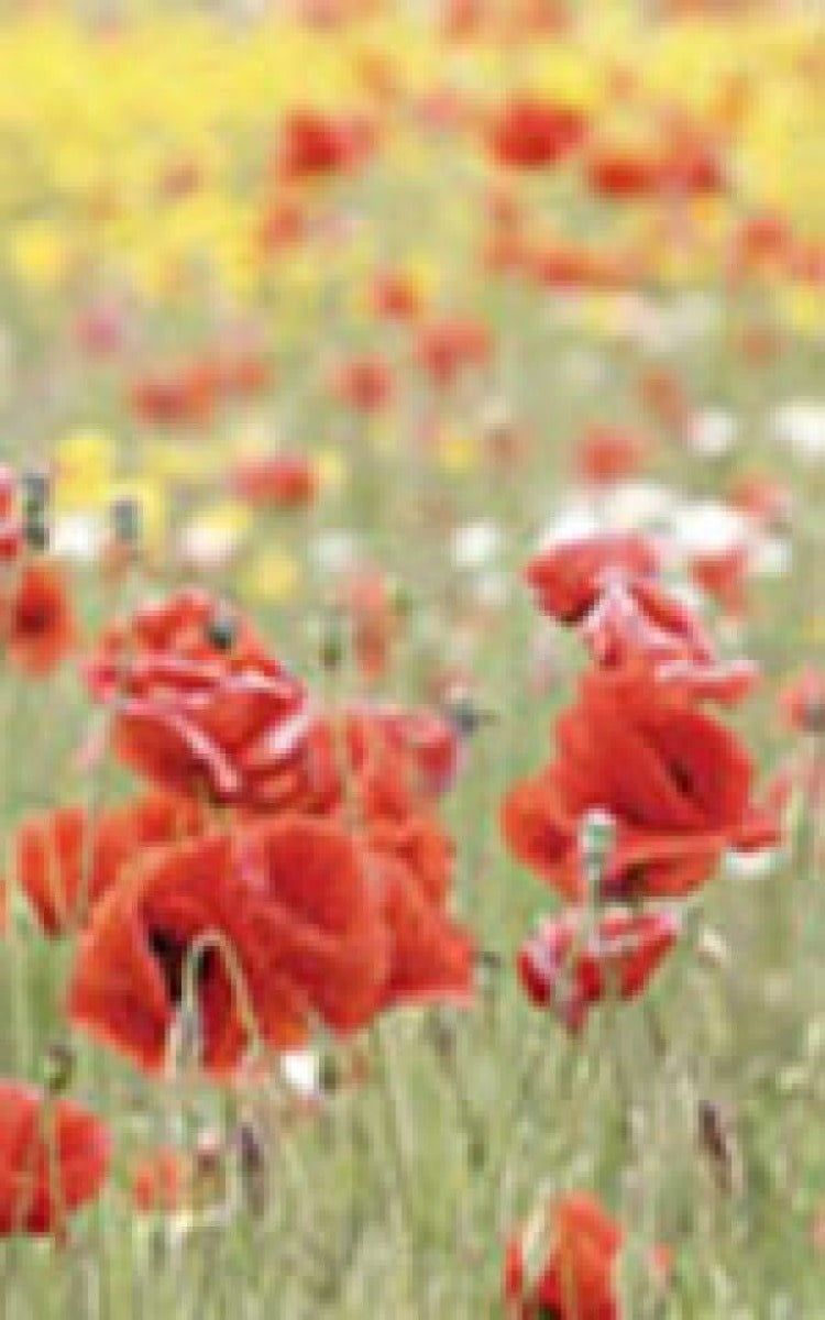 Flanders Field Poppy Seeds 6015