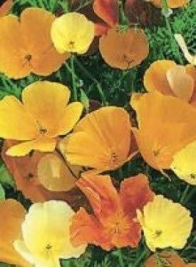 California Poppy Seeds (Mixed Colours) 5090