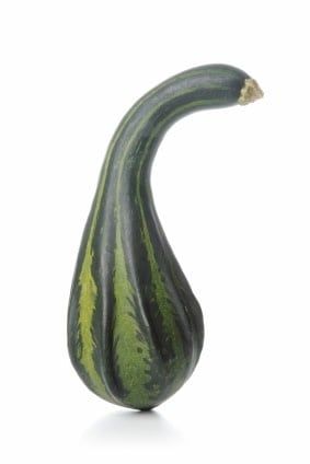 Caveman's Club Gourd Seeds 5337