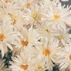 Crazy Daisy Seeds 6630