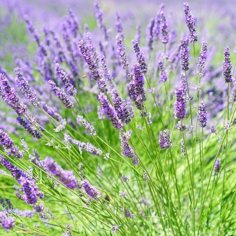 Lavender Seeds 3060