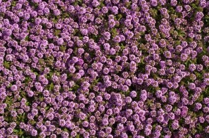 Creeping Thyme Seeds 6355