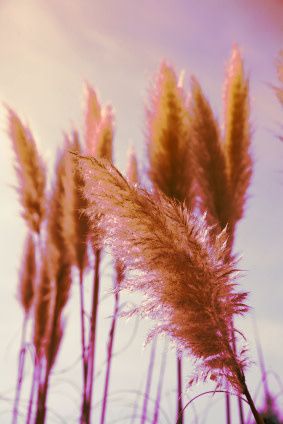 Pampus Plume Pink Feather Ornamental Grass Seeds 7045