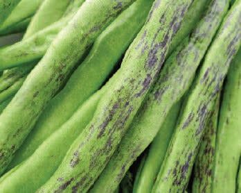 Rattlesnake Pole Bean Seeds 1227