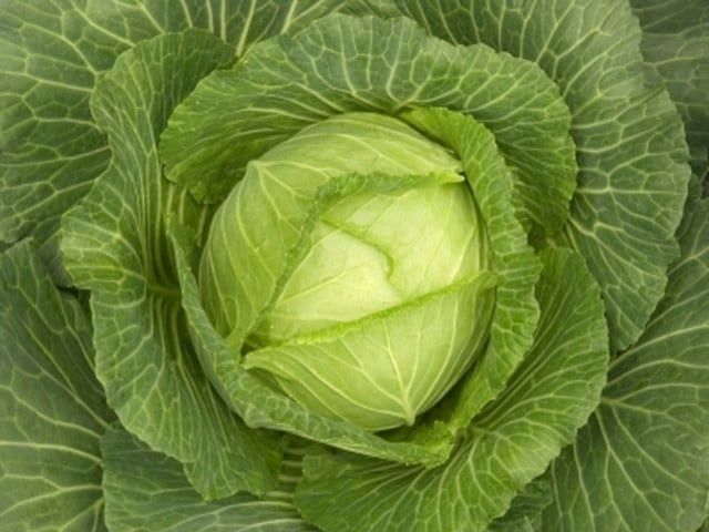 Golden Acre Cabbage Seeds 1315