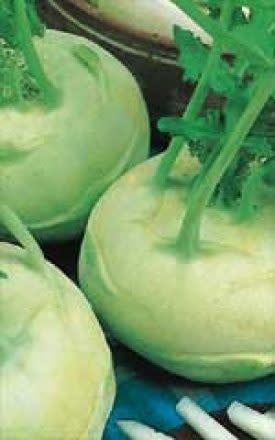 White Vienna Kohlrabi Seeds 1710