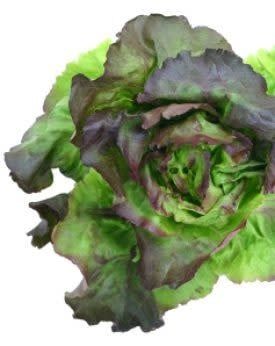 Prizehead Lettuce Seeds (Leaf Type) 1755