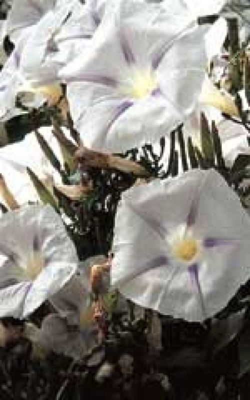 Milky Way Morning Glory Seeds 5765