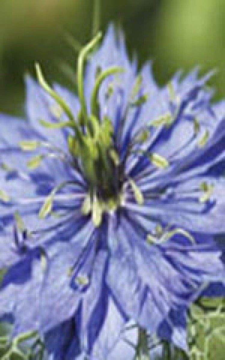 Love-in-a-Mist Nigella Seeds 5835