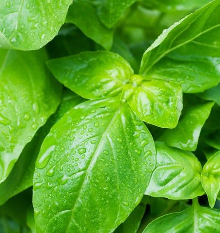 Sweet Dani Basil Seeds (Lemon Scented Type) 3115