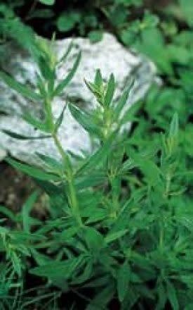 Summer Savory Seeds 3105