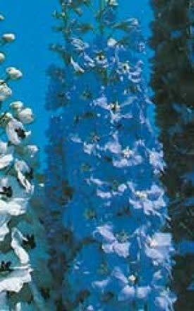 Pacific Giants Mixed Delphinium Seeds 6435