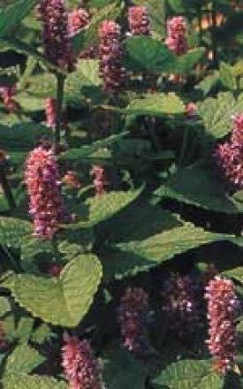 Anise Seeds 3000
