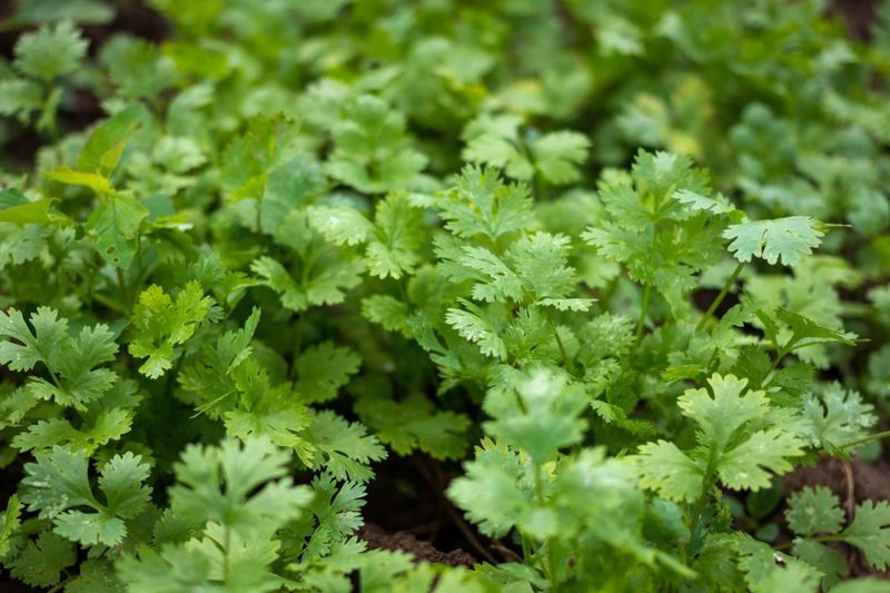 Cilantro Coriander Seeds 3045
