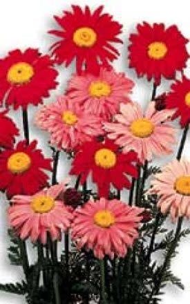 Painted Daisy Seeds 6590