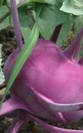 Purple Vienna Kohlrabi Seeds 1705