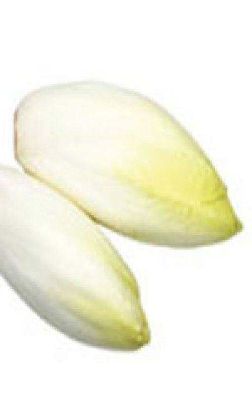 French Endive or Witloof Chicory Seeds 1495