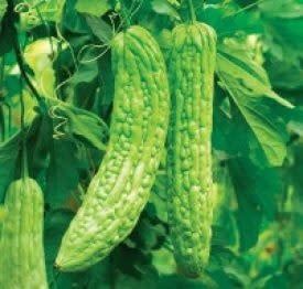 Bitter Gourd or Bitter Melon Oriental Greens Seeds 2565