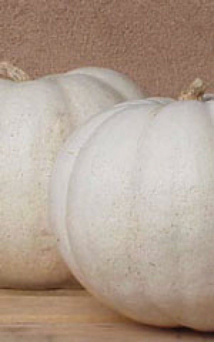 Lumina PVP Pumpkin Seeds (Display Type) 2035