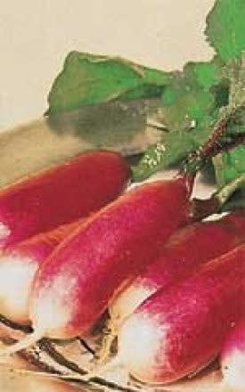 French Breakfast Radish Seeds (Summer Type) 2095