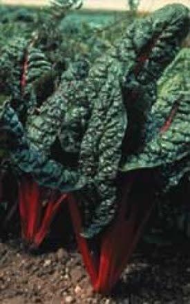 Rhubarb Swiss Chard Seeds 2180