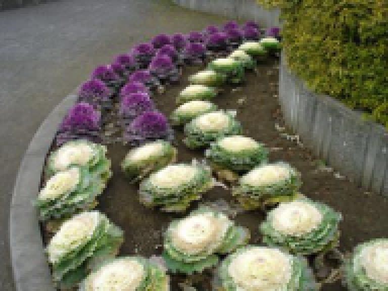 Fall Colour Flowering Cabbage Seeds 5220