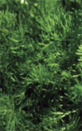 Chamomile Seeds 3025 Chamomile Seeds 3025