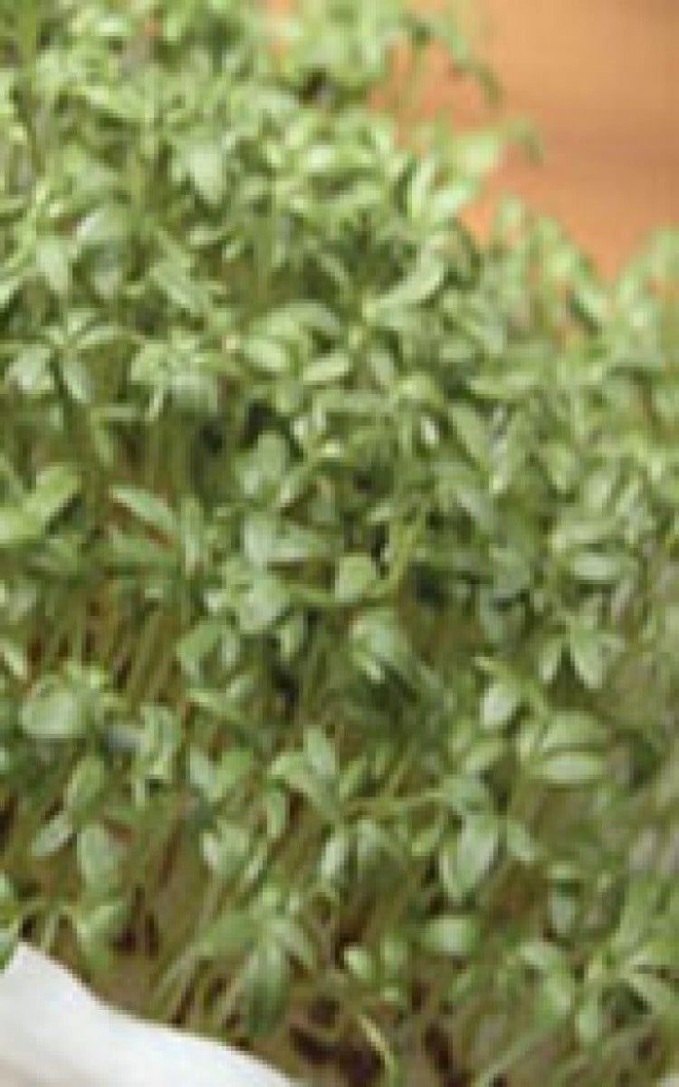 Extra Curled Pepper Grass Seeds (Mustard Group) 1500