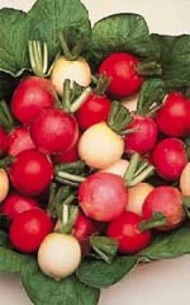 Easter Egg II Blend Radish Seeds 2145