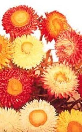Mixed Colour Strawflower Seeds 6123