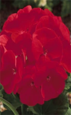 Pink Geranium Seeds (Maverick Series) 5285