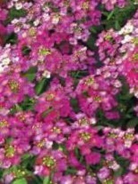 Royal Carpet Alyssum Seeds 5010