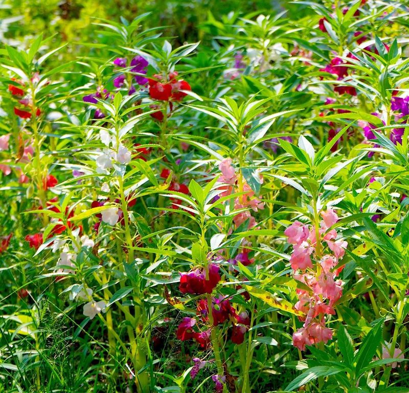 Brilliant Mixture Balsam Seeds (Touch-Me-Not) 5050
