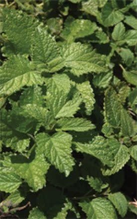 Spearmint Seeds 3080