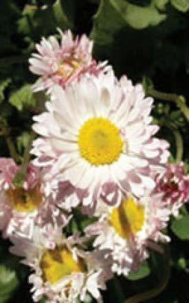 Giant Double Mixed English Daisy Bell Seeds 6450