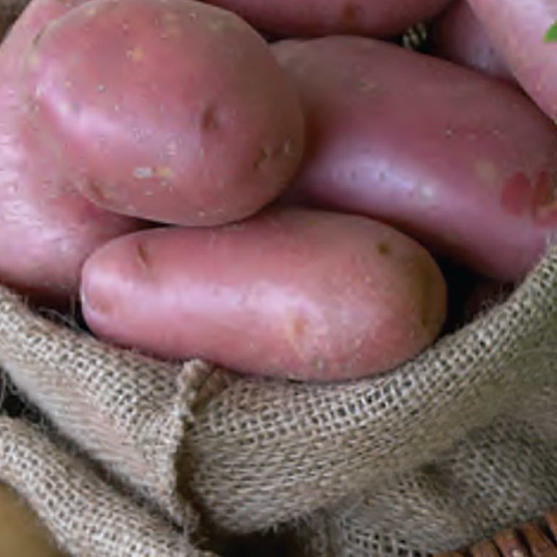 Seed Potato - Norland Red Skinned 2kg