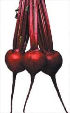 Red Ace Hybrid Beet Seeds 1275